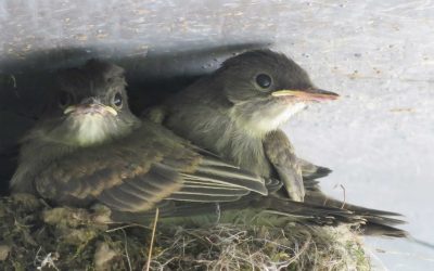 The Swallow has found a Nest for Herself – Ps 84:3